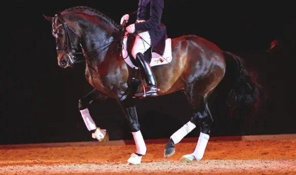 Fin Jopson training a horse in Piaffe