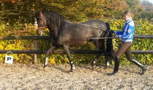 Fin Jopson long reining a Spanish horse