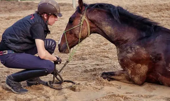 Fin Jopson uses horsemanship techniques