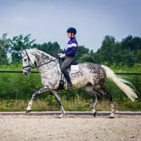 'The horse is a mirror image of you, the rider…'